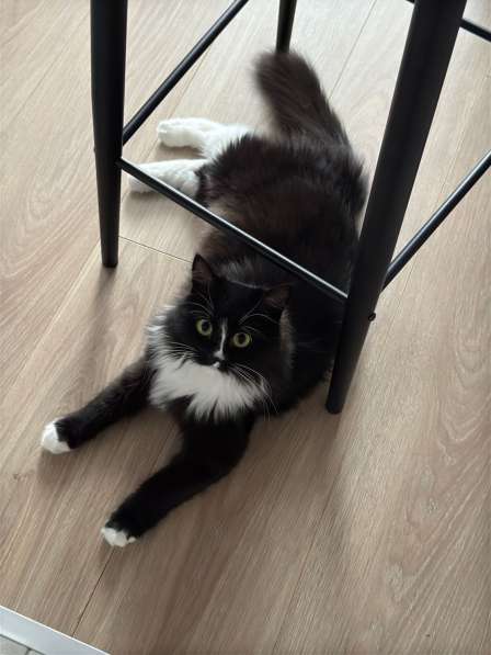 Шикарная черно-белая пушистая кошка Наоми в дар в Москве фото 3