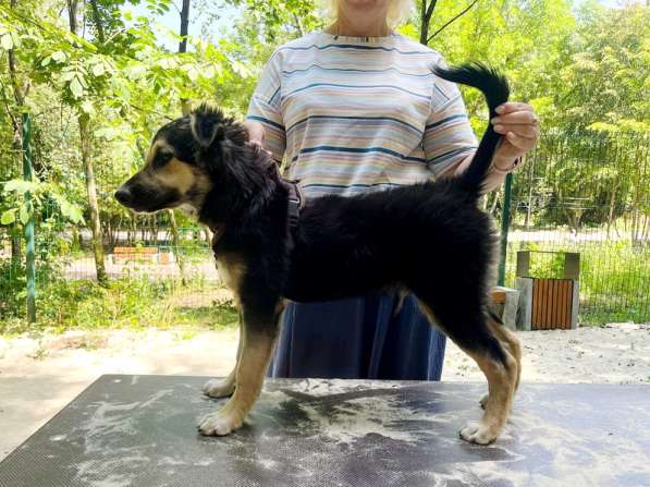 Хорошенький щенок с пушистыми ушками в Санкт-Петербурге фото 14