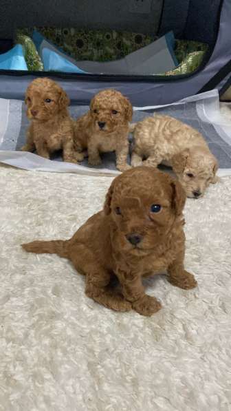 Той-пудель щенки в Анапе фото 5