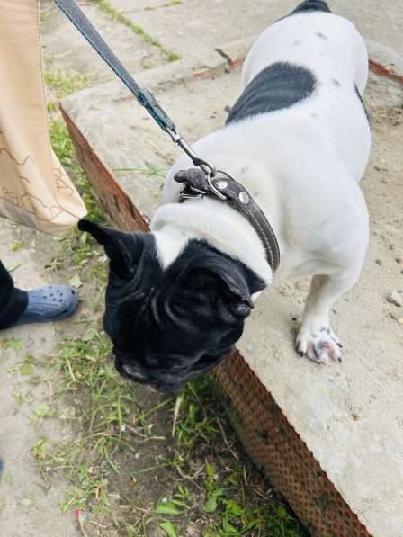 Щенки французского бульдога в Тимашевске