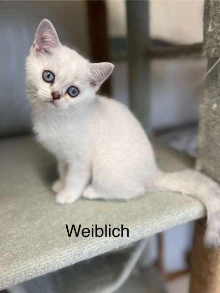 Reinrassige BKH Kitten mit blauen Augen в фото 19