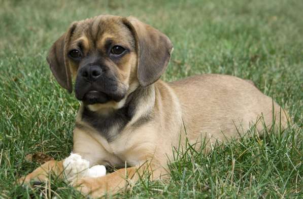 Уникальные щенки Пагальера в 
