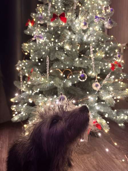 Отдам собачку в хорошие руки