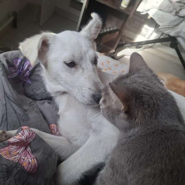 Невероятно красивый белый щенок в Санкт-Петербурге фото 7