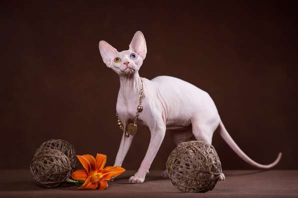 Эльфы, Двэльфы, бамбино или сфинксы - магические кошки в Керчи фото 5