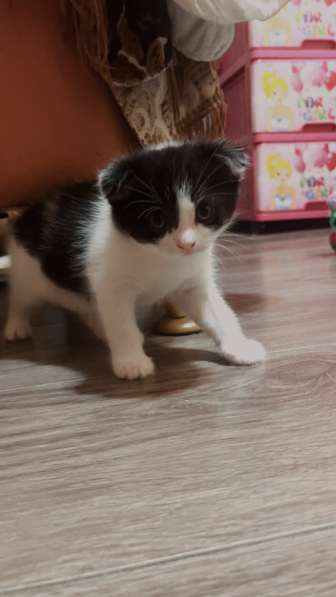 Шотландский вислоухий котенок Скотти фолд