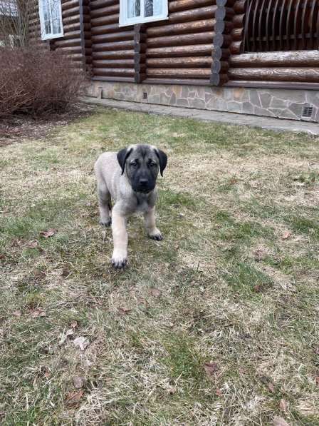 Щенки турецкого кангала в Москве фото 4