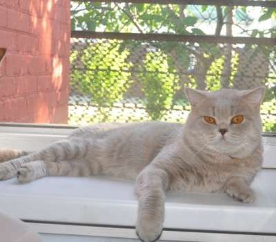 Британский кот - вязка в Краснодаре фото 3