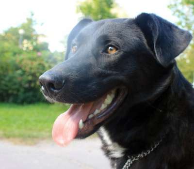 Отдам даром Роскошный пес Барт в Санкт-Петербурге фото 3