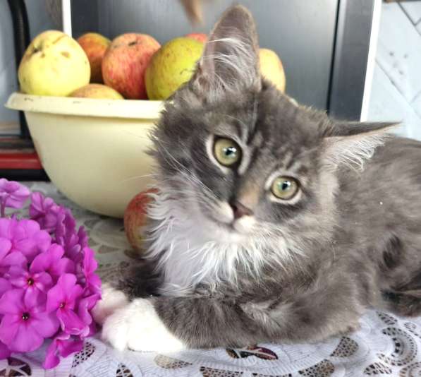 Котенок в добрые руки. Руслан, юный богатырь