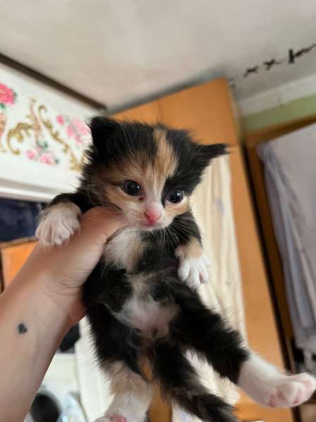 Котята в добрые руки? в Новосибирске фото 5