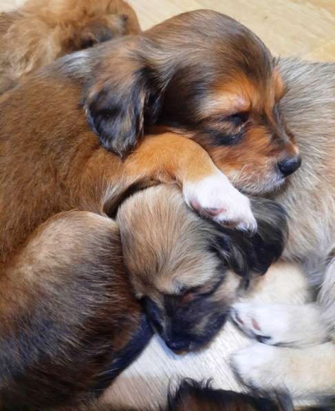 Милейшие щенки от домашней собачки в Иркутске