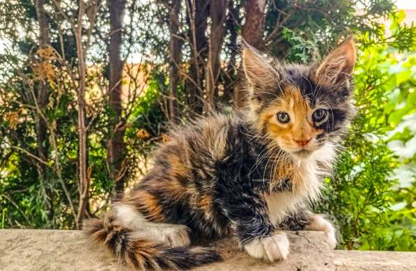 Котята породы Мейн Кун. Все документы в фото 8