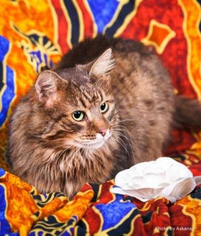 Отдам даром сибирский кот Кузя ищет доброе сердце в Москве фото 3