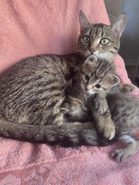 Отдам в добрые руки котят в Сочи