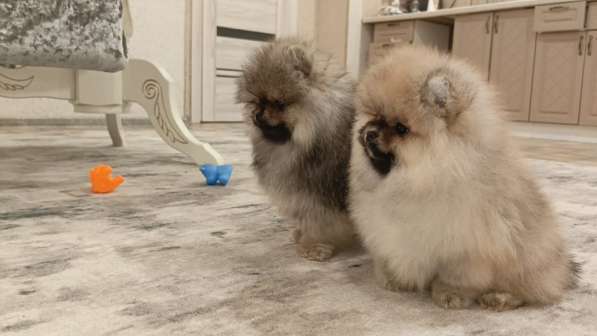 Pomeranski Mini Shpic Pomeranian Spitz Померанские Мини шпиц в фото 17