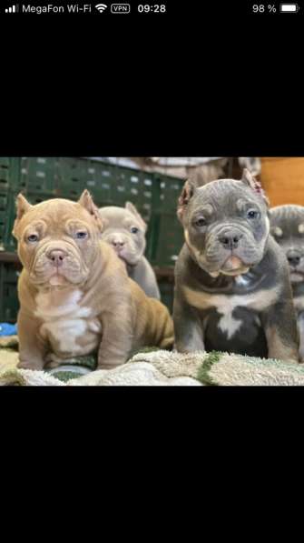 Американский булли