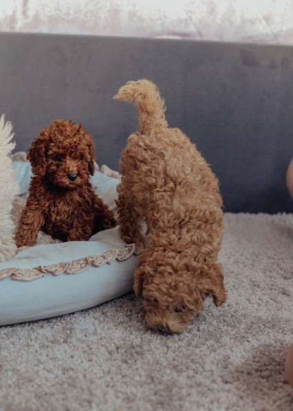 Щенки Той-пудель в Санкт-Петербурге фото 4