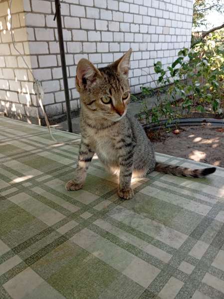 Котенок в дар