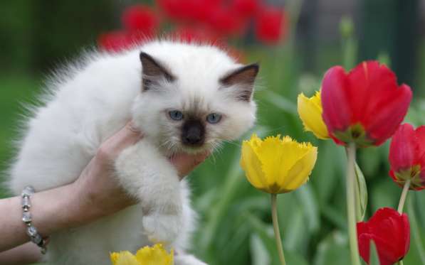 Котята Священной Бирмы