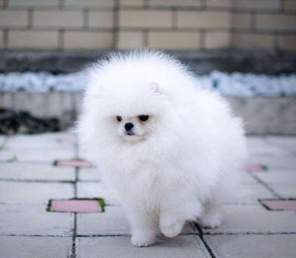 Pomeranski Mini Shpic Pomeranian Spitz Померанские Мини шпиц в фото 86