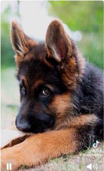 Продам щенка