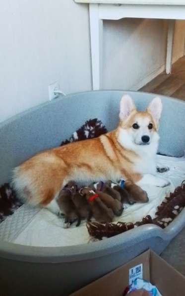 Щенки вельш корги пемброк в Санкт-Петербурге фото 9