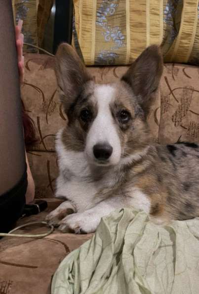 Вельш корги кардиган