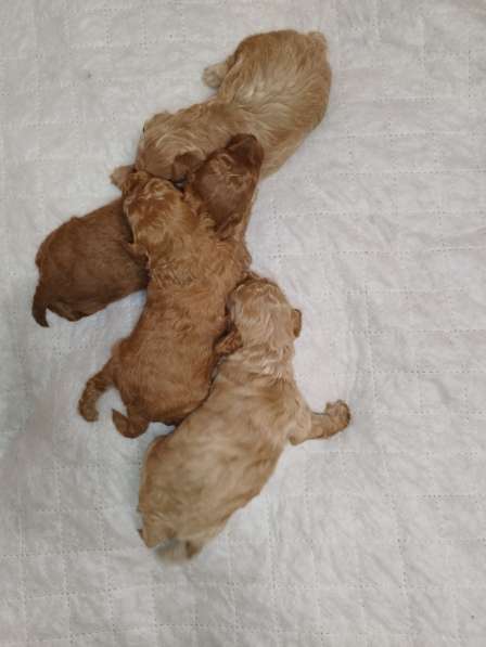 Мальтипу щенки в Москве фото 3