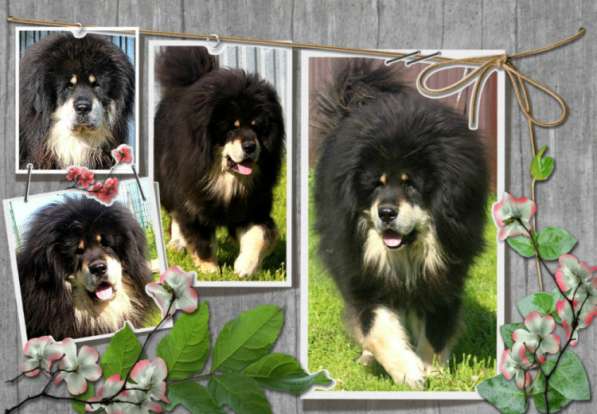 Тибетский мастиф - лучший страж на территории в Москве фото 105