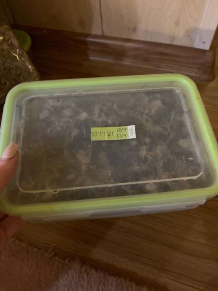 Ахатина Ахатина тигр (бронь улитят) в Москве фото 7