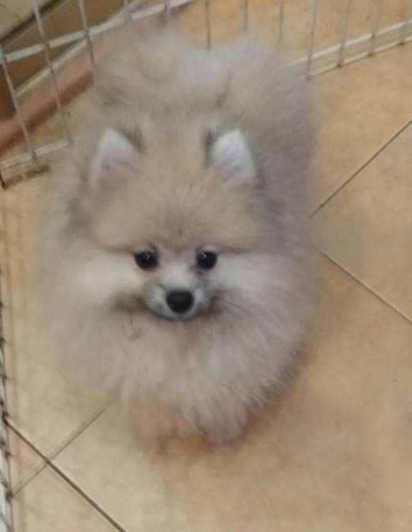 Померанский шпиц -две миниатюрные девочки в Солнечногорске фото 14