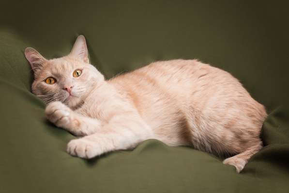 Егорка, кот персикового цвета, ищет дом