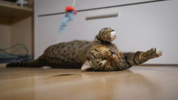 Вальяжный Боб в Москве фото 28