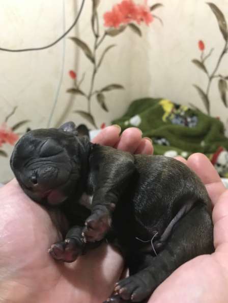 Французский бульдог в Нерехте фото 9