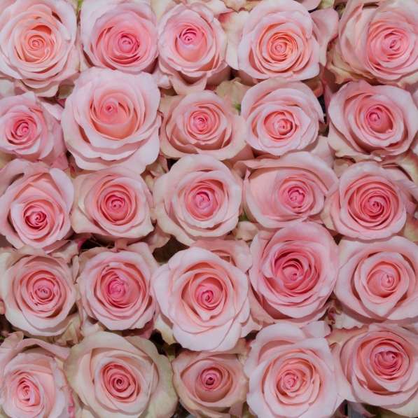 Розы из Эквадора по самым низким ценам в России в Москве фото 4