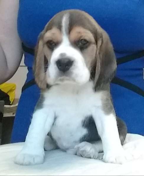 Щенки Бигля