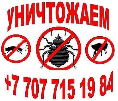 Профессиональное истребление насекомых в Актау и области