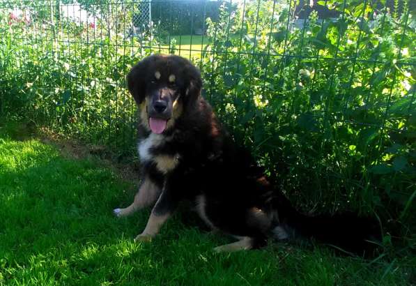 Тибетский мастиф - лучший страж на территории в Москве фото 187