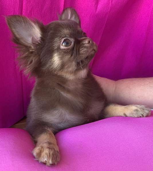 Чихуа-хуа щенки продам в Москве фото 5