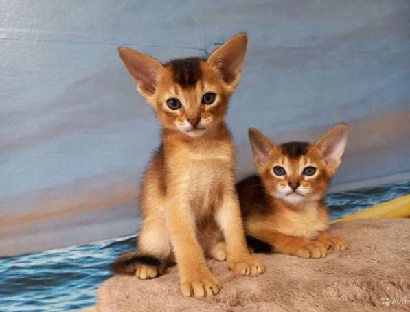Продаются абиссинские котята. 2 месяца в Чебоксарах фото 8