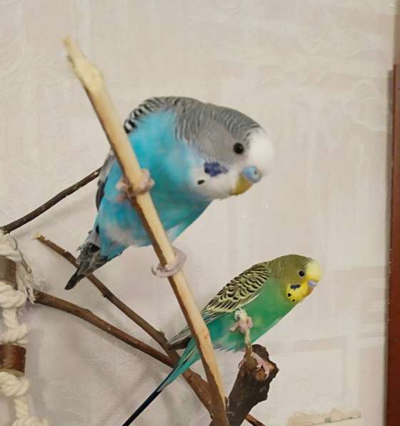 Волнистые попугаи -от Заводчика в Мытищи