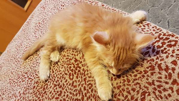 Продаётся красная девочка мейн-кун в Санкт-Петербурге фото 43