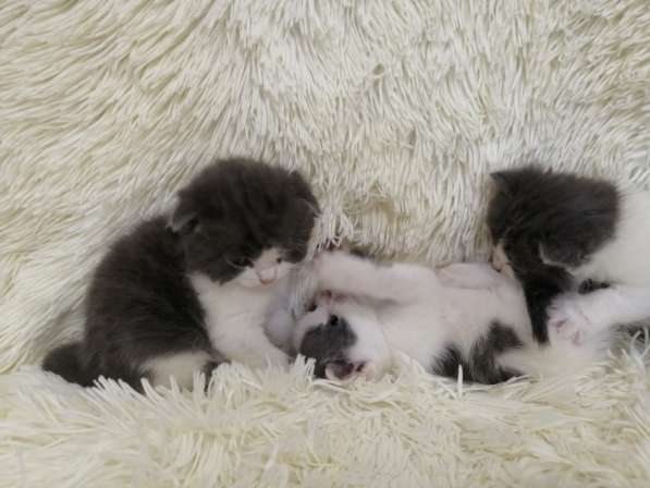 Без кота и жизнь не та! в Липецке фото 25