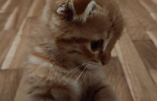 Pişik balası котенок британский britan в фото 5