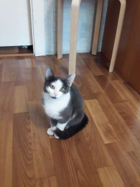 Котёнок ищет семью в Томске фото 11