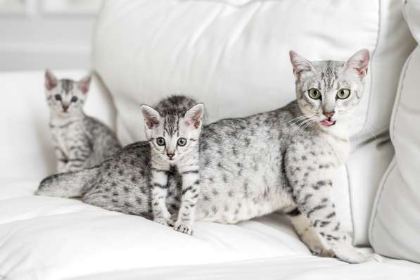 Египетская Мау котята серебряные.Редкая, эксклюзивная порода в фото 7