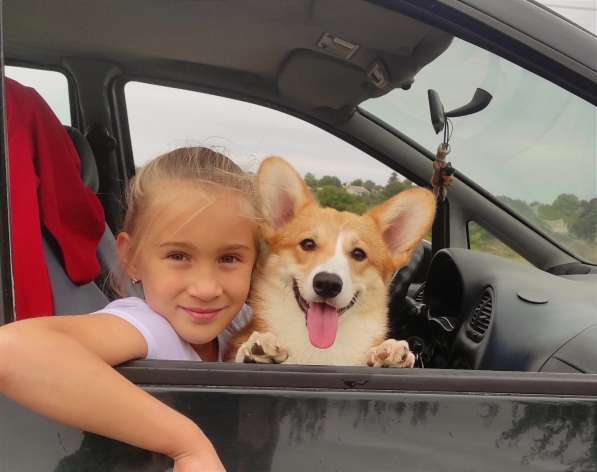 Подрощеный кобель Вельш Корги Пемброк в фото 29