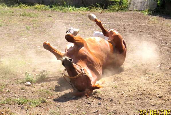 Лошади спортивные на продажу в Владикавказе фото 4