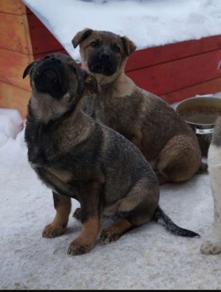 Дана, 1 год, ищет дом! в Раменское фото 19